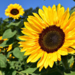 Zonnebloem 55+ middag